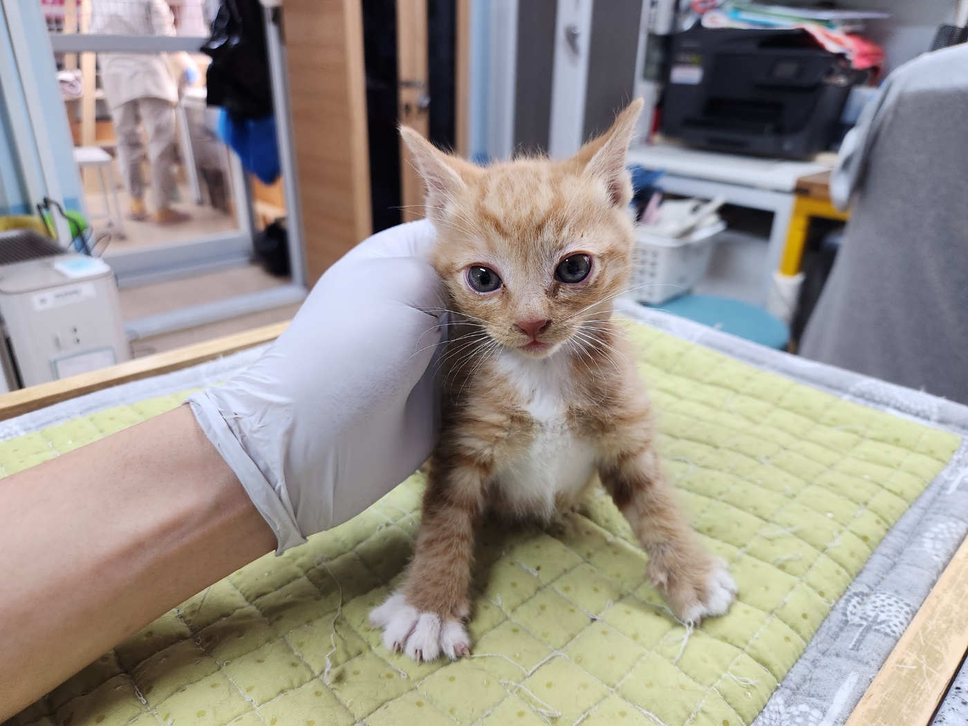 [고양이] 한국 고양이 광주-남구-2023-00087 유기동물 배경 이미지 입니다.